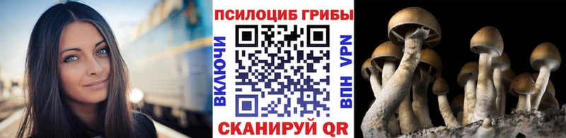 Купить где  Вяземский  Галлюциногенные грибы Magic Shrooms 